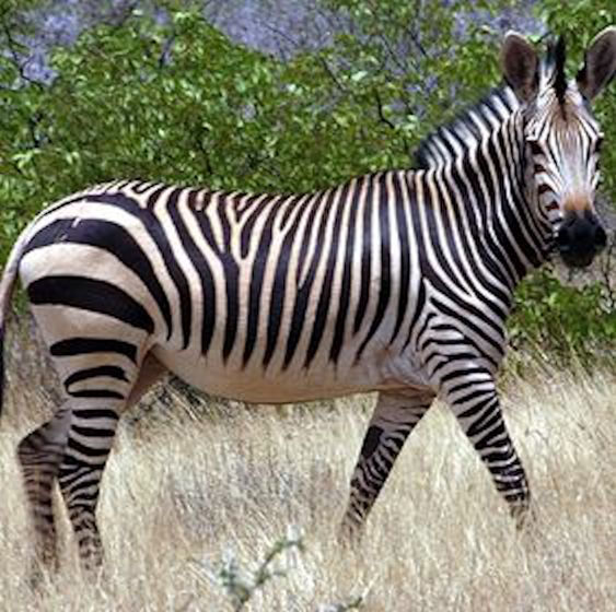 Mountain Zebra (Hartmann's)