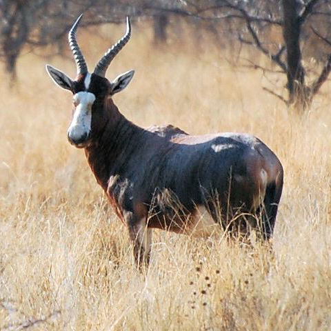 Blesbok