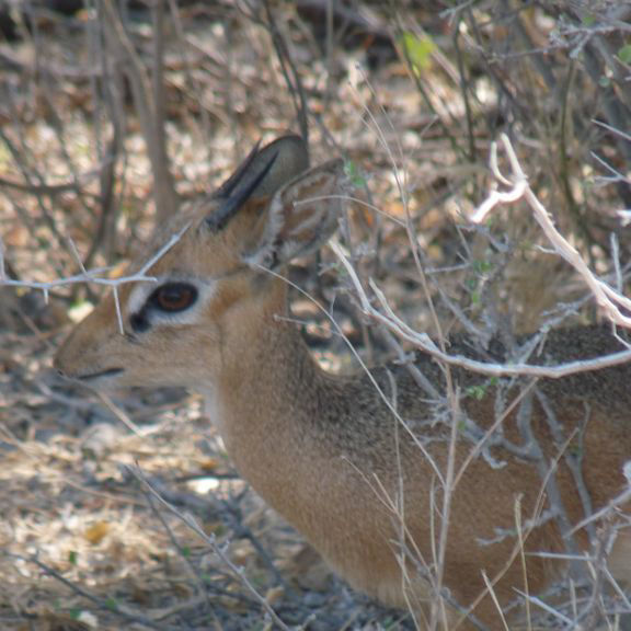 Dik-Dik