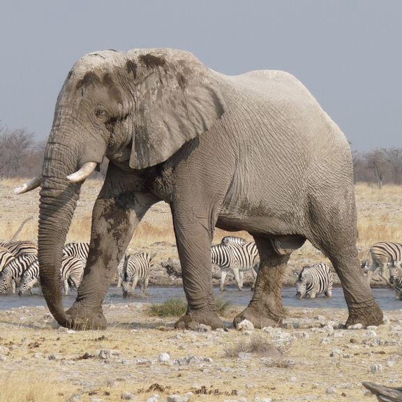  Elephant
