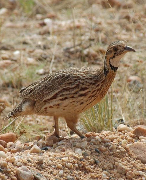 Game Bird