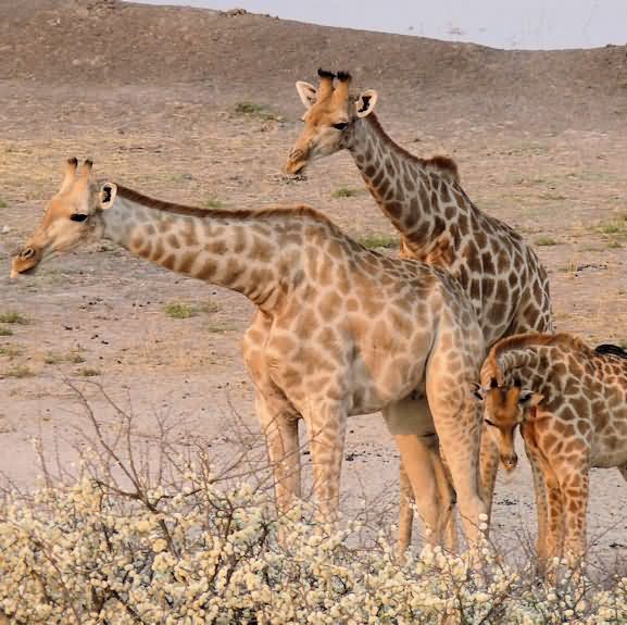 Giraffe