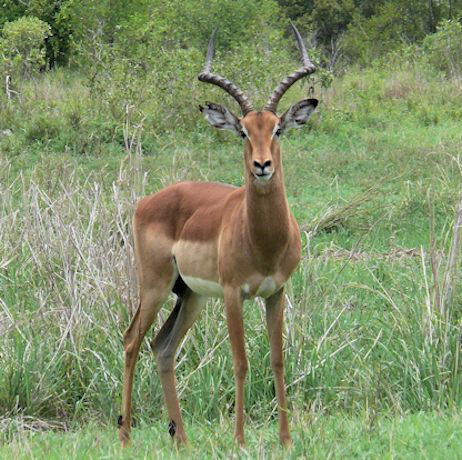 Southern Impala
