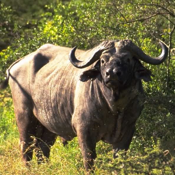 Cape Buffalo