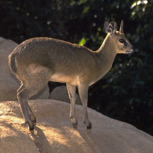 Klipspringer