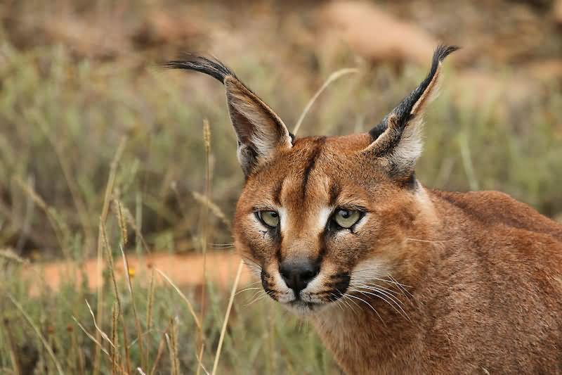 Caracal