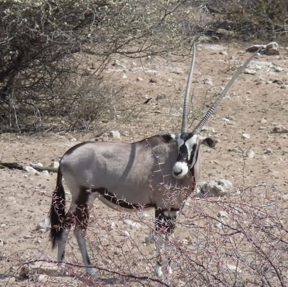 Oryx