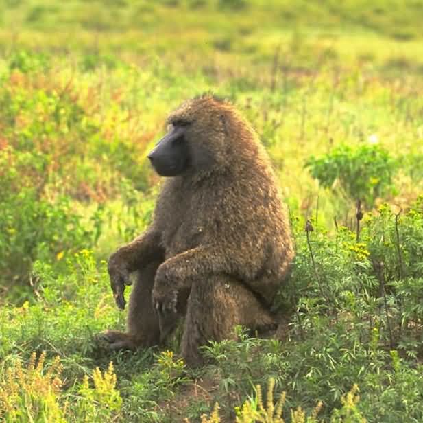 Chacma Baboon