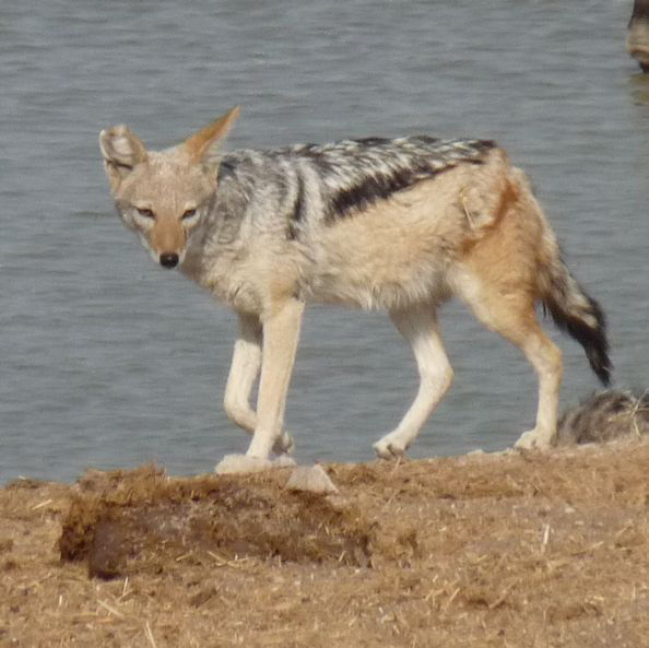 Black-backed Jackal