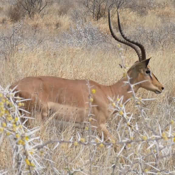 Black-faced Impala