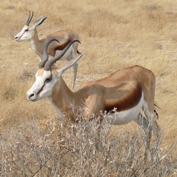 Springbok