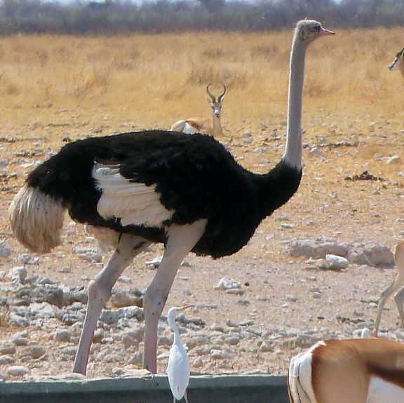 Ostrich