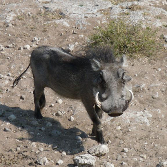 Warthog