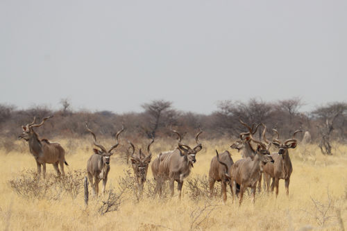 Omalanga Safaris